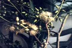 Eucalyptus maculata